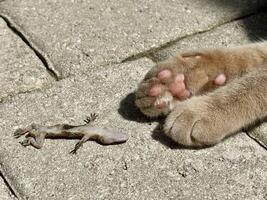 One dead gecko upside down, laying next to yellow cat paws. photo