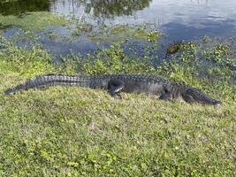 caimán tendido en el lado de el suciedad la carretera a apopka fauna silvestre conducir, Florida, siguiente a el camino acuático foto