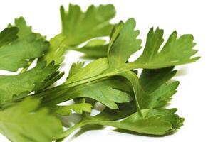 Leaves of the fresh parsley photo