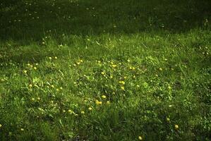 Green grass with yellow dandelions photo