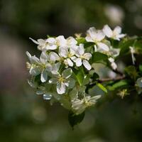 branches of a flowering apple tree photo