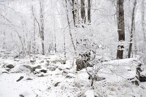 Winter trees in mountains, in the evening photo