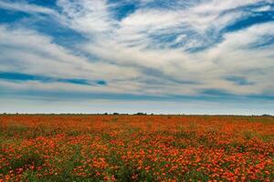 Natural flower background. Amazing view of colorful red poppy flowering. photo