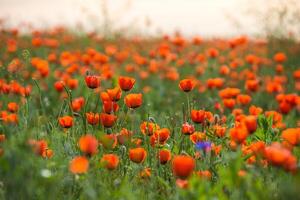 Natural flower background. Amazing view of colorful red poppy flowering. photo