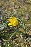 salvaje tulipán de el kolpakovskogo foto