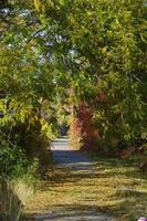 Autumnal trees on the sunset into park photo