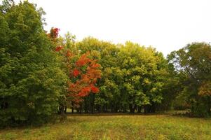 Autumnal trees on the sunset into park photo