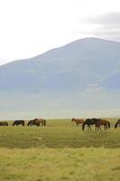 Assy Valley, Almaty Region photo