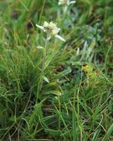 montaña flor, Edelweiss foto