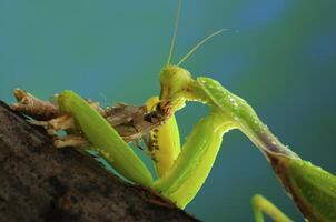 Green mantis eats a grasshopper photo