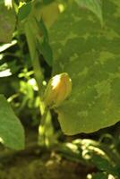 Small cucumber in the vegetable-garden photo