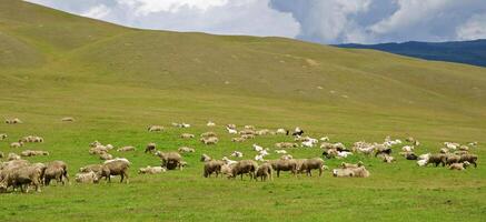 Herd of young lambs are grazed on a meadow photo