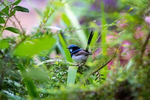The superb fairywren Malurus cyaneus is a passerine bird in the Australasian wren family. photo