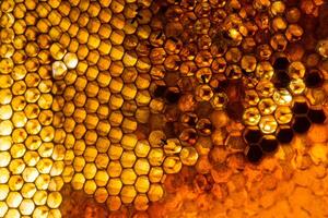 Studio Close-up of Honeycomb photo