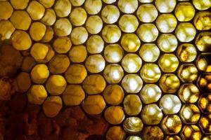 Studio Close-up of Honeycomb photo