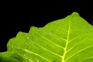 water droplets on taro leaves photo