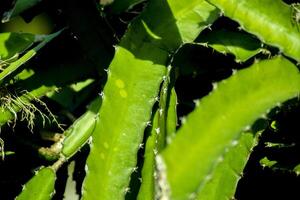 dragon fruit tree. nature photography photo