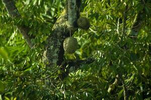 Durian Fruta en un árbol en el bosque foto