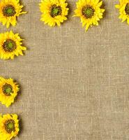 Summer yellow sunflowers organized on wooden background. Wooden space may be used for your own text or design. photo