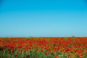 Natural flower background. Amazing view of colorful red poppy flowering. photo