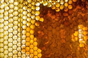 Studio Close-up of Honeycomb photo