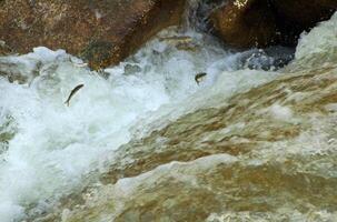 Fish in the mountain creek goes to the spawning photo