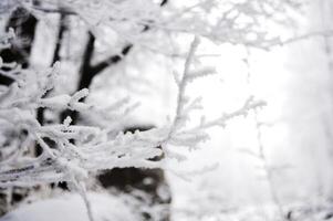 Winter trees in mountains, in the evening photo