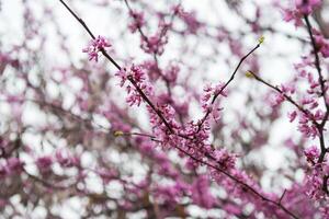 Blooming trees in spring photo