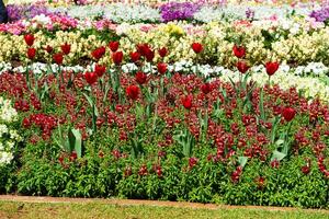 Flower Festival in Toowoomba, QLD, Australia. photo