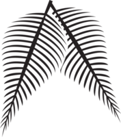 fern leaf image for spa or herb decor concept png