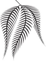 fern leaf image for spa or herb decor concept png