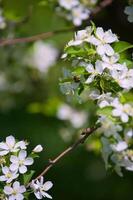 branches of a flowering apple tree photo