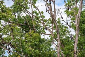 A flock of flying foxes. Australia. Quinsland photo