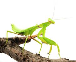 Close-up of a praying green mantis. Studio shot photo