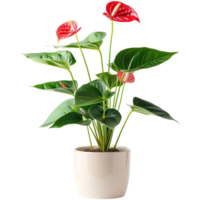 anthurium plante dans fleur pot, transparent Contexte png