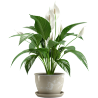 Peace lily plant in flower pot, transparent background png