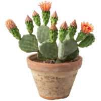 Opuntia flowering plant in flower pot, transparent background png