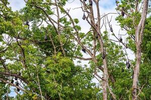 A flock of flying foxes. Australia. Quinsland photo