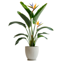 Strelitzia reginae Pflanze im Blume Topf, transparent Hintergrund png