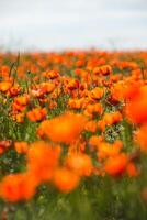 Natural flower background. Amazing view of colorful red poppy flowering. photo