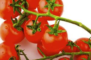 Ripe tomatoes on a branch on a white background photo