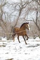 caballo invierno en el tarde en caminar foto