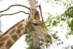 cabeza de un jirafa, safari en un zoo foto