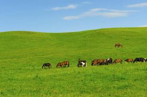 Horses it is passed in the Alpine meadow photo