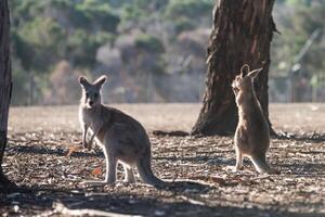 Kangaroos in Phillip Island Wildlife Park photo