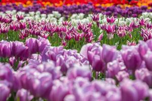 primavera floreciente, tulipán campos en lleno color foto