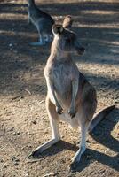 Kangaroos in Phillip Island Wildlife Park photo