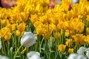 Spring Blooming, tulip Fields in Full Color photo