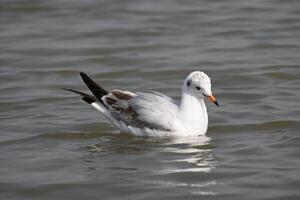 A seagull bird is swimming calmly photo