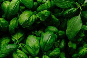 Top view of vibrant green basil leaves filling the frame, perfect as a fresh herb background photo